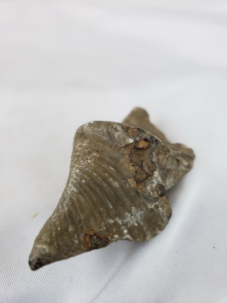 Pre-historic fossil, nice, rare