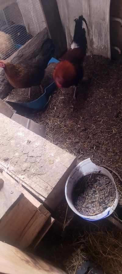 Hatching Eggs