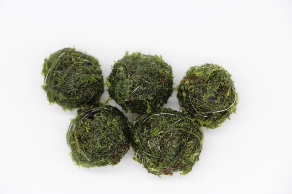 Sinking Java Moss Balls Live Aquarium Paludarium Plant Decoration