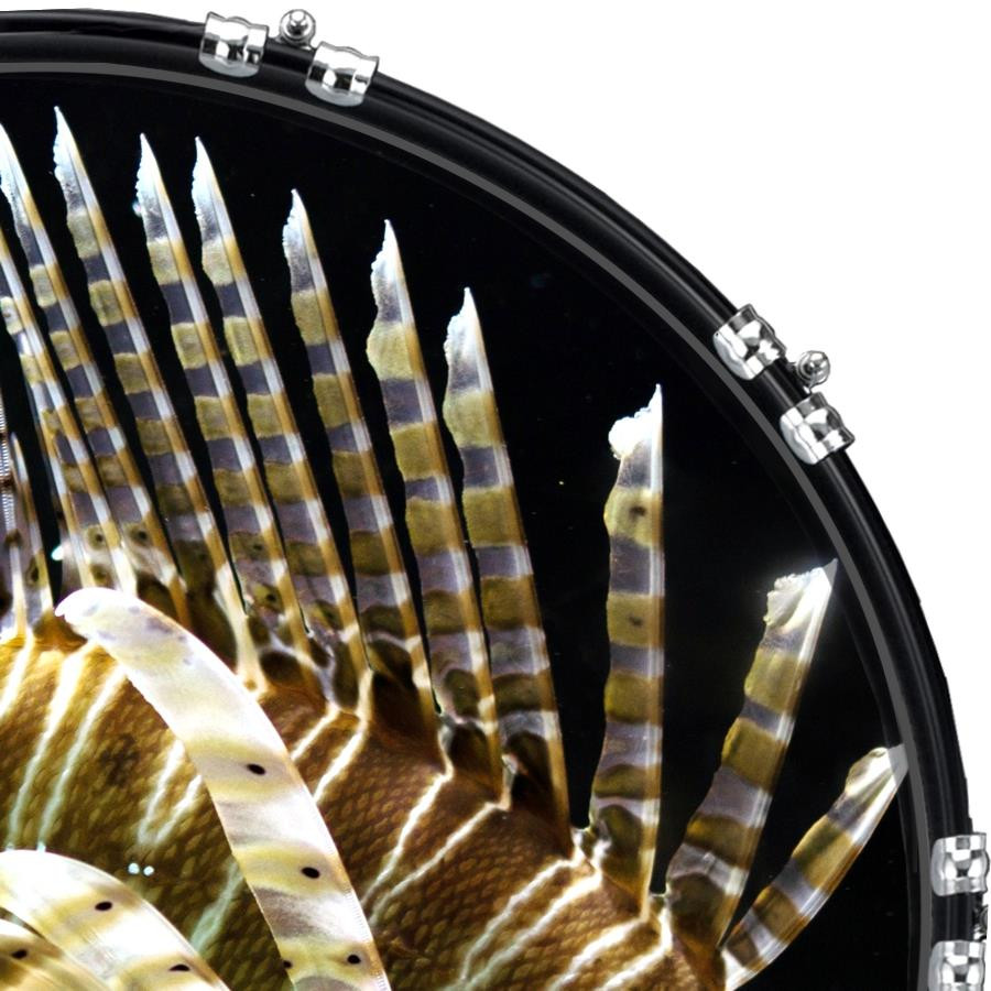 20" Custom Bass Kick Drum Front Head Graphical Graphic Scorpion Fish