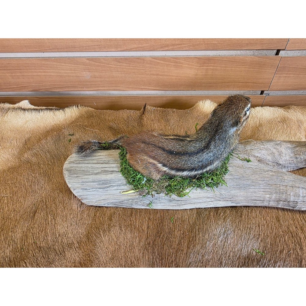 FHCK118 - Chipmunk Taxidermy Mount
