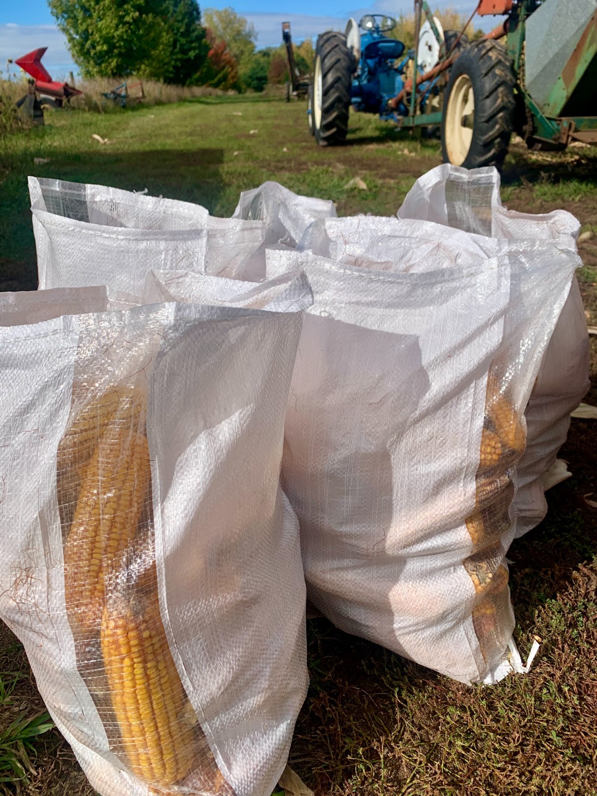 Corn on the Cob Squirrel, Bird, Rabbit, Feed 18 lb just harvested