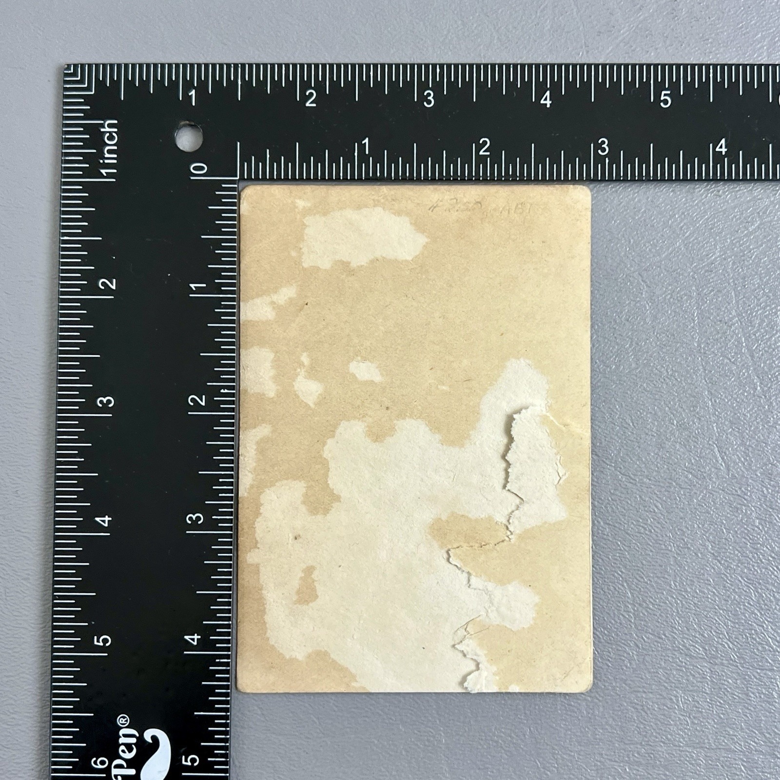 Victorian Trade Card Sparrows Birds Under Umbrella Tree Branch Snow Songbirds