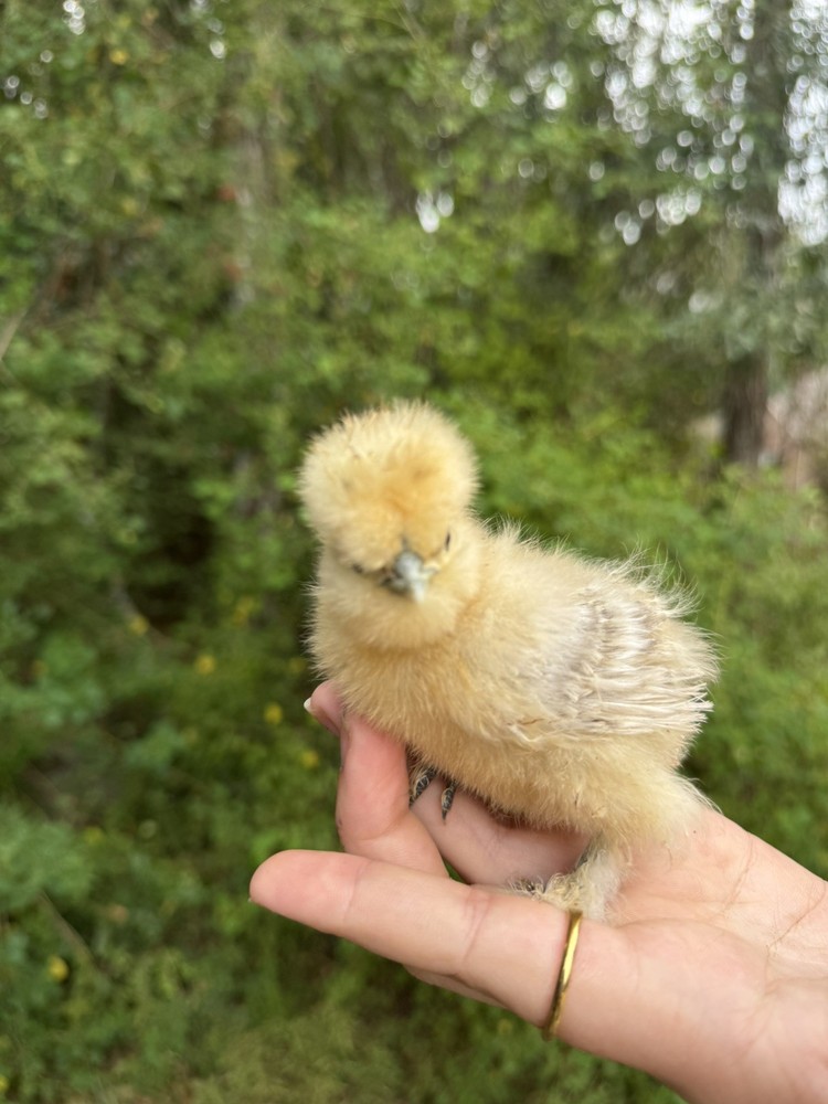 Lemon Cuckoo Silkie Hatching Eggs (12)