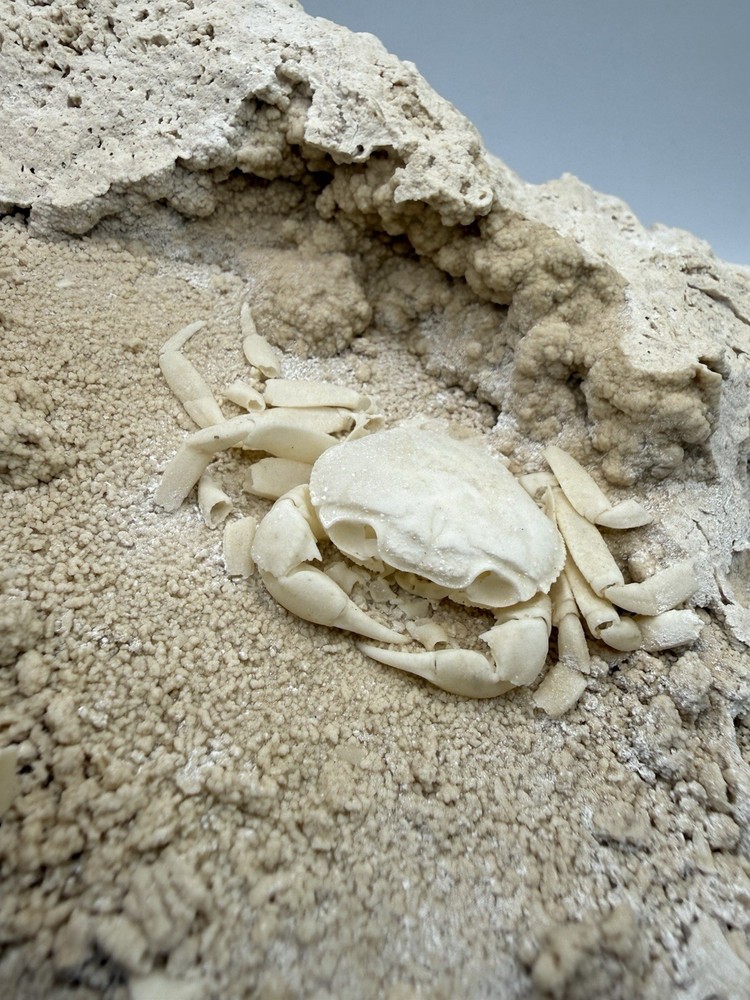 Authentic Potamon Fossil Crab Collection
