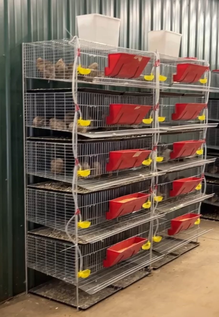TOF Complete Coturnix Quail Cage System -- Just add quail!