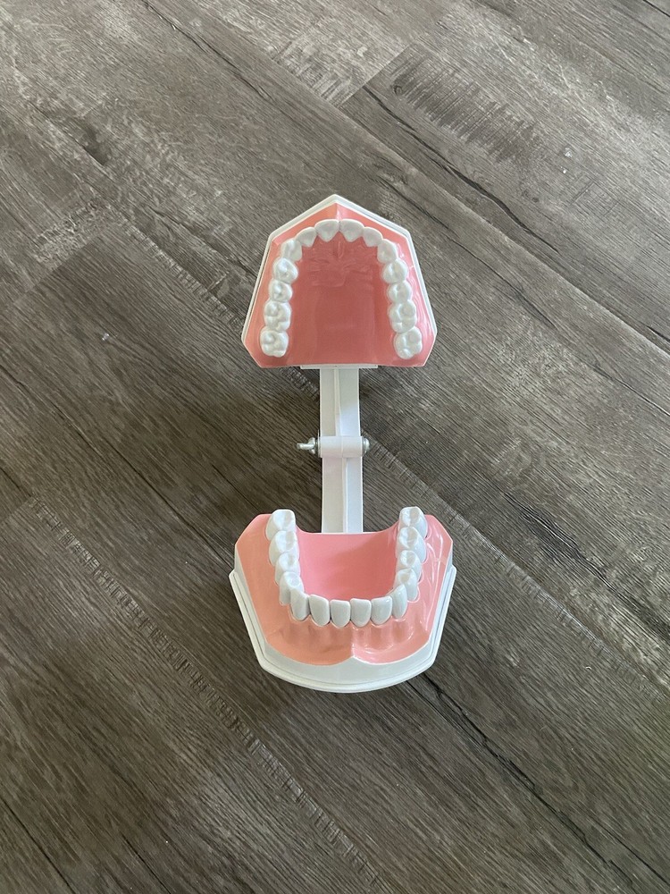 Colgate Large Teeth Typodont - Educational Model