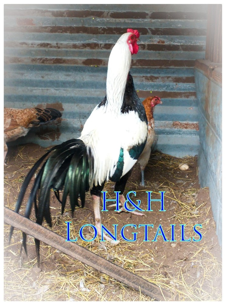 6 Silver longtail Chicken hatching eggs L@@K!