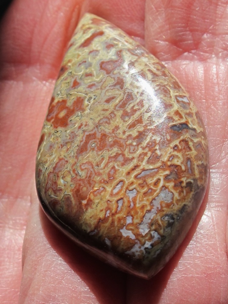 Dinosaur Bone * Large Unique Cabochon - 60 cts.