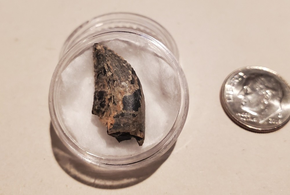 Tyrannosaur Tooth