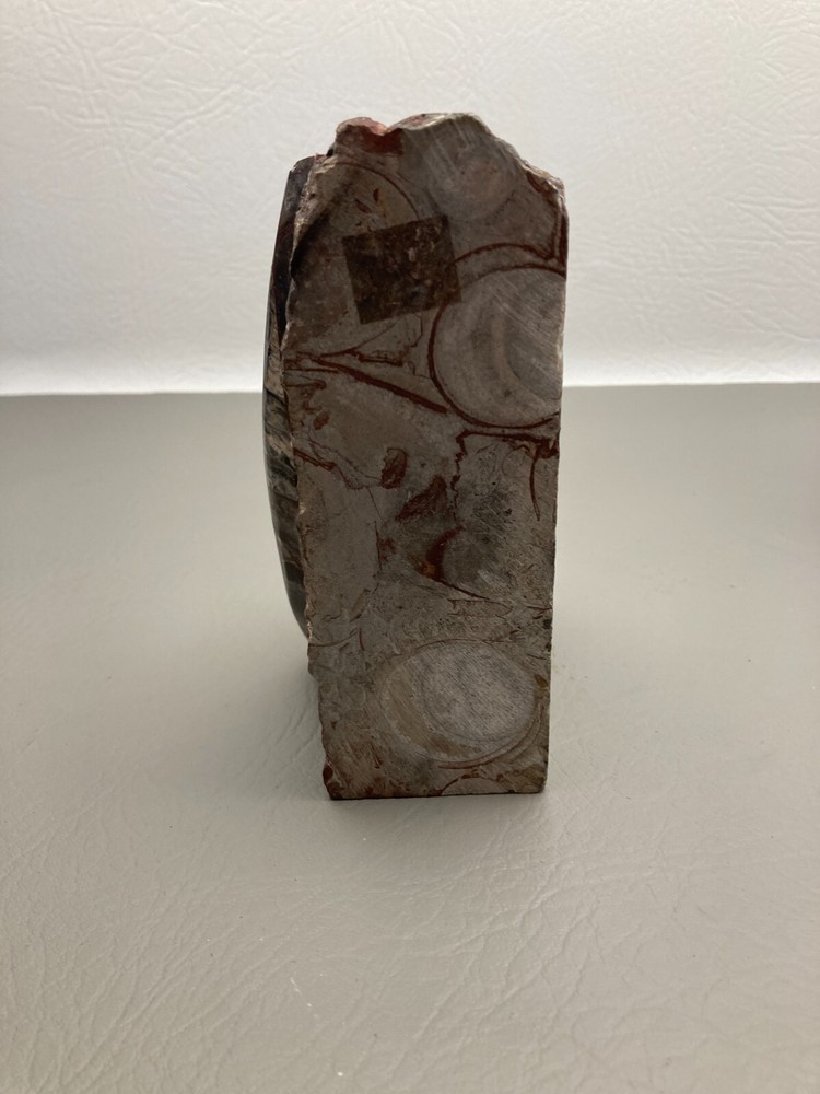 Fossil Orthoceras Bookends