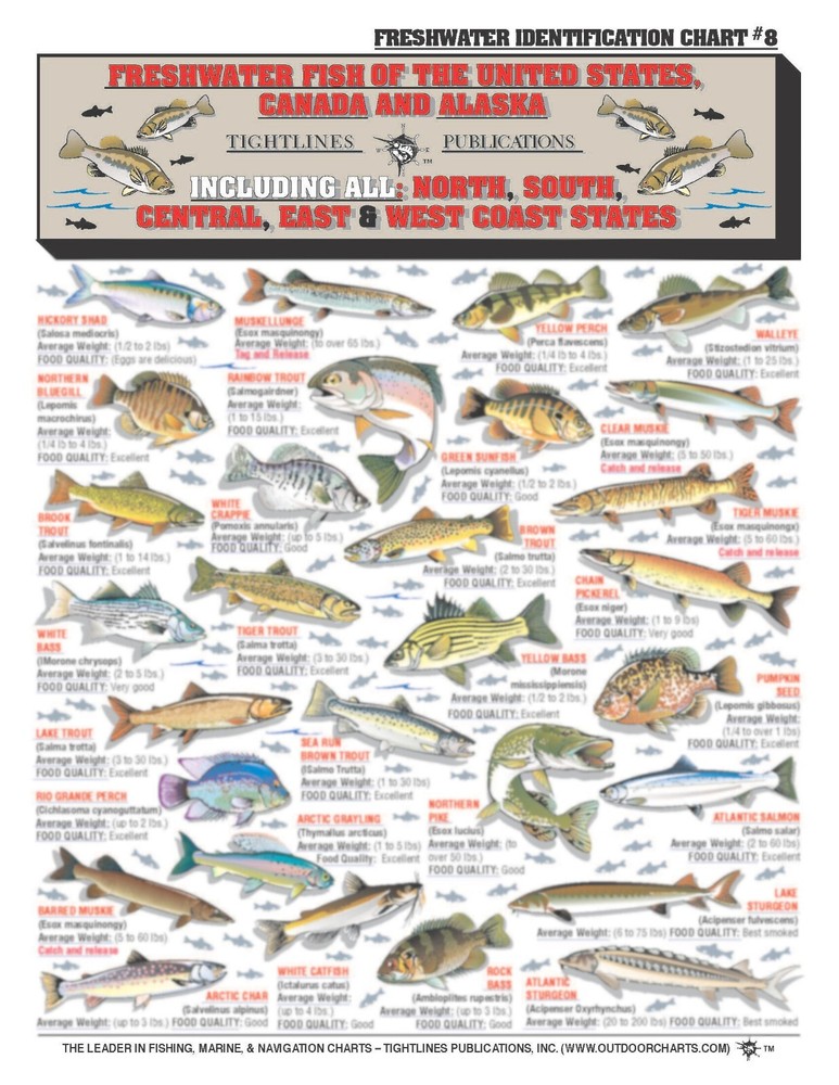 Freshwater Fish Identification #8 (US, CA, & AK) - Waterproof Quick Reference