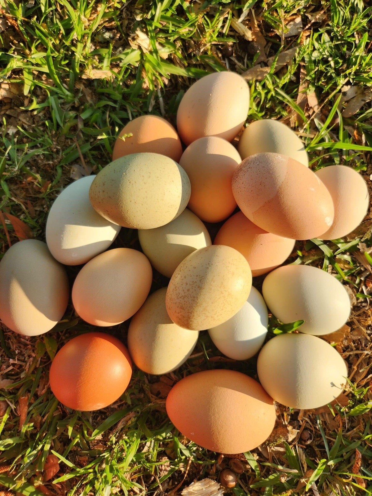 20+ Rare Breed Chicken Hatching Eggs Orpington, Wyandotte, Brahma, Faverolles