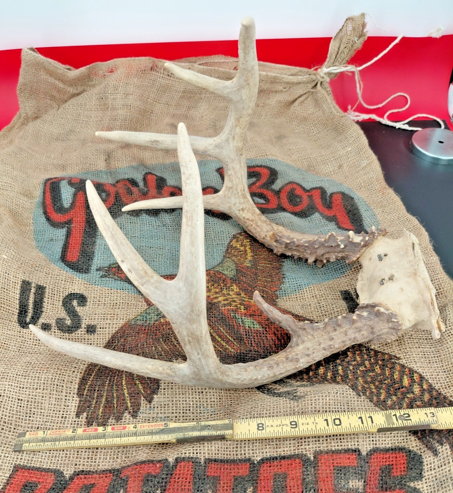 WHITETAIL DEER RACK Nice 5x4