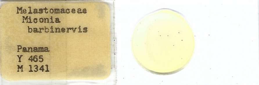 Miconia barbinervis Pollen Microscope Slide