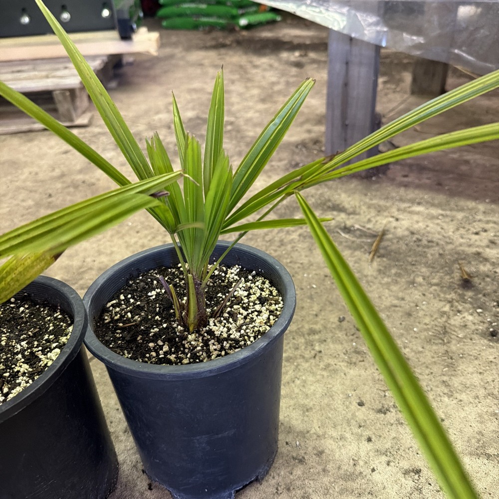 Windmill Palm 1 Gallon Pot 4 Pack