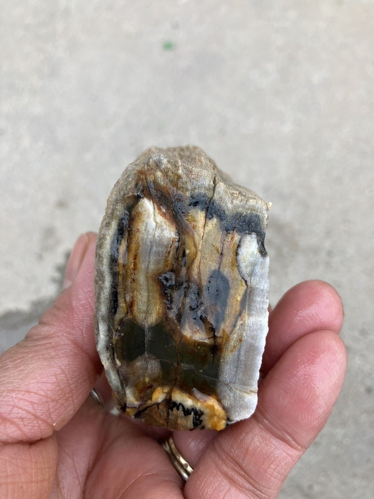 Agatized Wood, Fluorescent Under UV Light