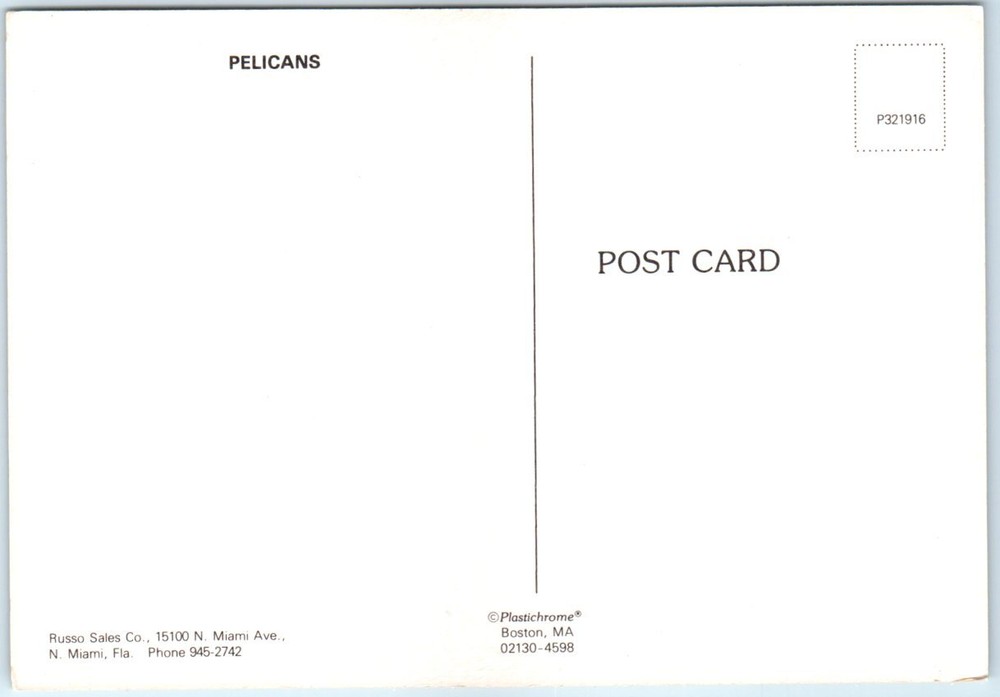 Postcard - Pelicans