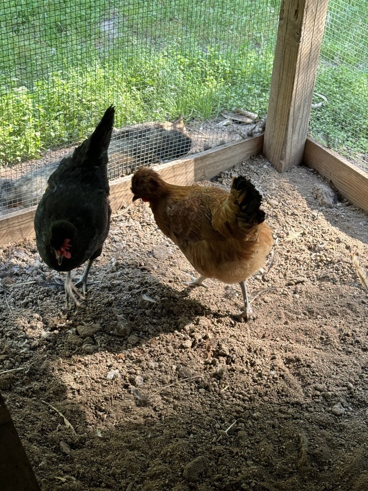 10 Shetland Hen Hatching Eggs🏅🏅Very Rare🏅🏅