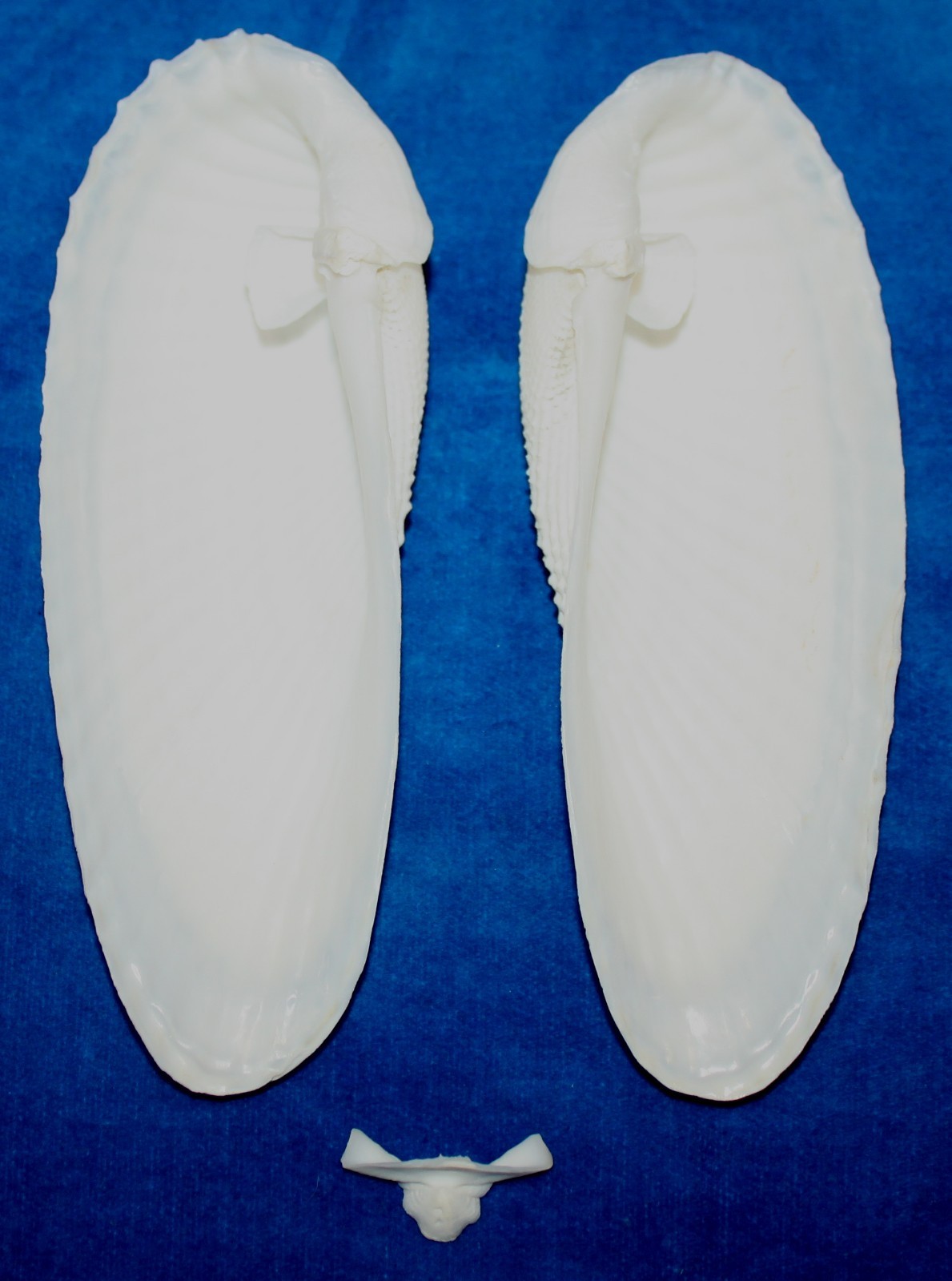 Seashell Angel Wings GIANT cyrtopleura costata Florida 146mm F+ #S-17