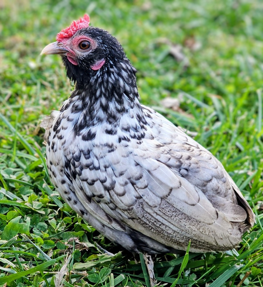 Kikiriki/Serama Mixed Hatching Eggs 12++