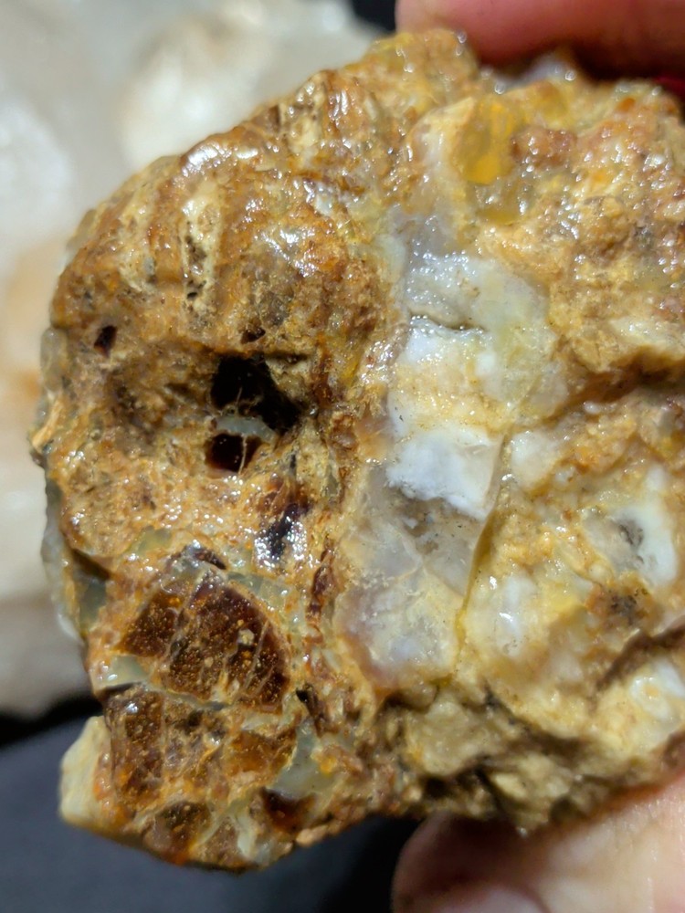 Petrified Wood Specimen Natural Form (7oz)