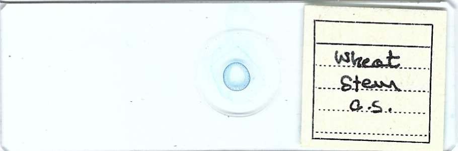 Wheat Stem c.s. Microscope Slide