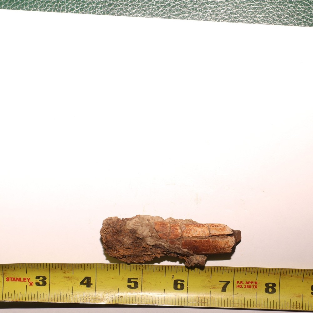 Dino Process Vertebra - Fossil Dinosaur Hell Creek Formation Cretaceous