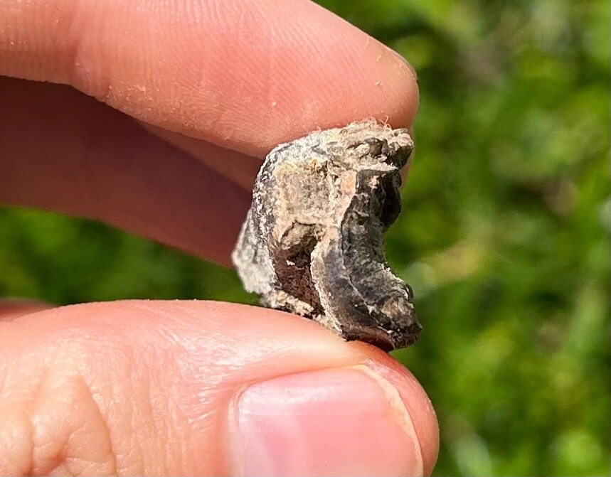 Fossil Horse Tooth Equus Pleistocene Ice Age Mammal Texas City Dike