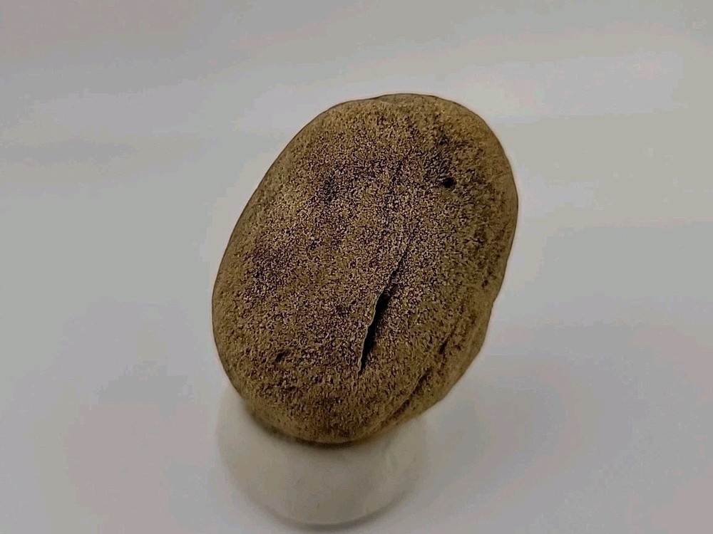 Real Permineralized Reptile Egg Fossil