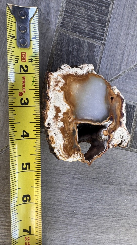 Agatized Coral Polished