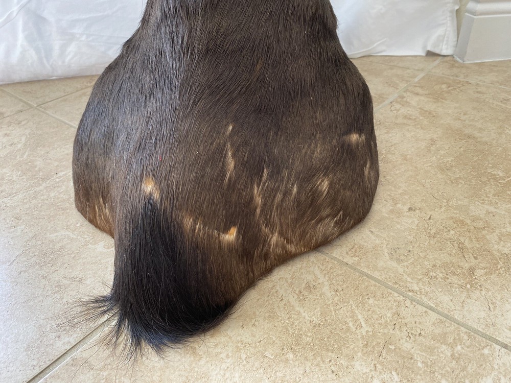 Black Wildebeest Taxidermy Mount