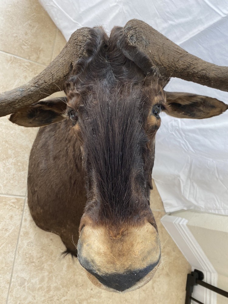Black Wildebeest Taxidermy Mount