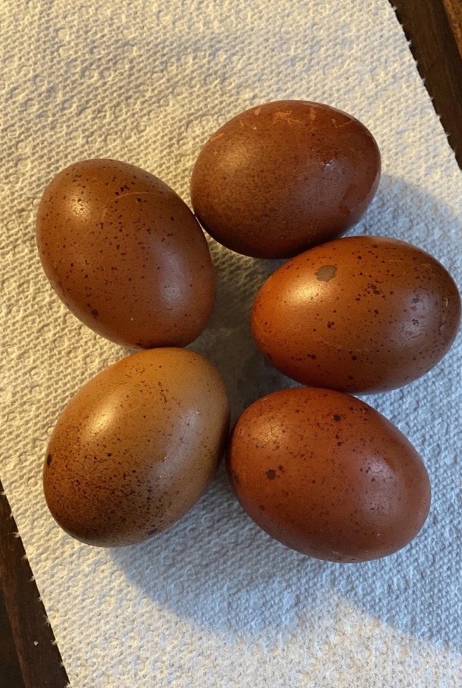 Black Copper Marans & Olive/Coffee/Earth Egger Hatching Eggs