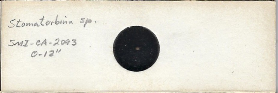 Foraminifera Stomatorbina sp. Microfossil Microscope Slide