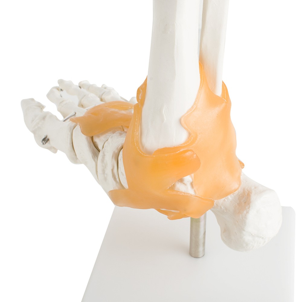 Life Size Human Foot Joint Model With Ligaments Human Anatomical Teaching Model
