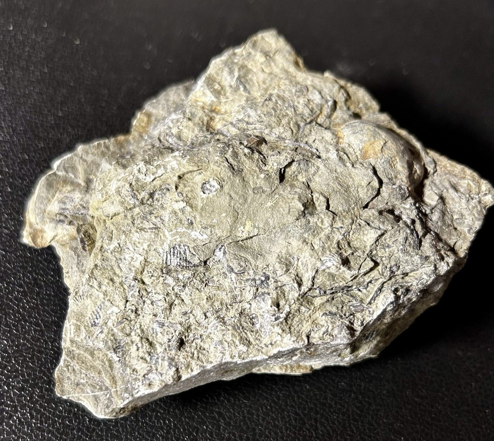 Fossils imbedded In Stone - Over A Dozen Small Clam Fossils