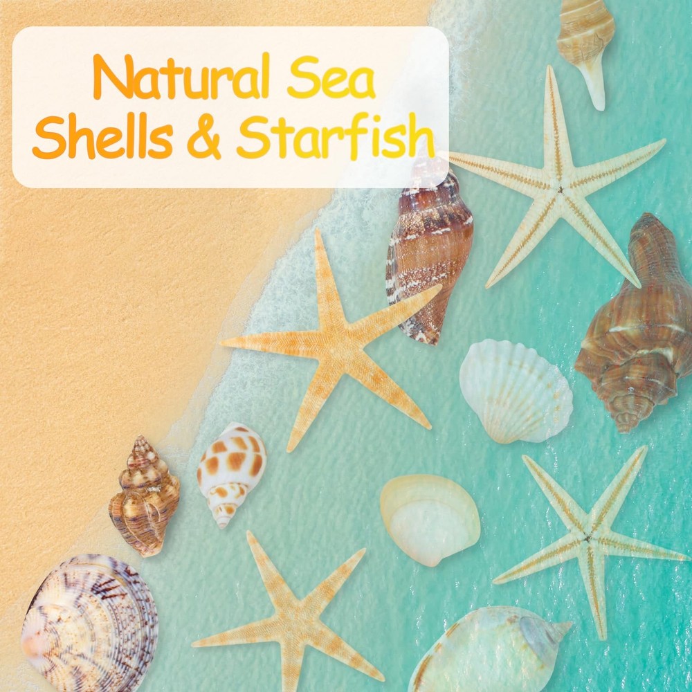 80+ Pcs Natural Seashells, Mixed Starfish Sea Shells for Crafts, Various Size