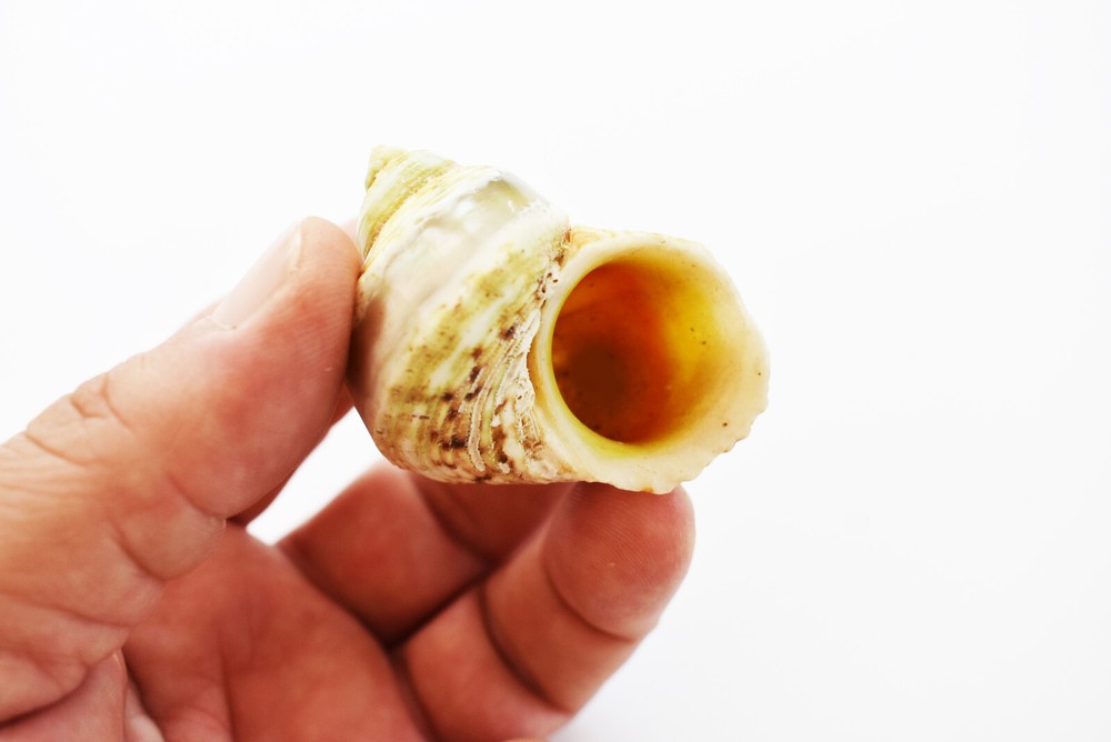 15 Hermit Crab Shells Assorted Natural Seashells SMALL to Medium Beautiful Set