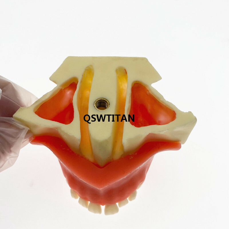Dental Sinus Lift Practice Teeth / Tooth Model Simulation Typodont Study Model