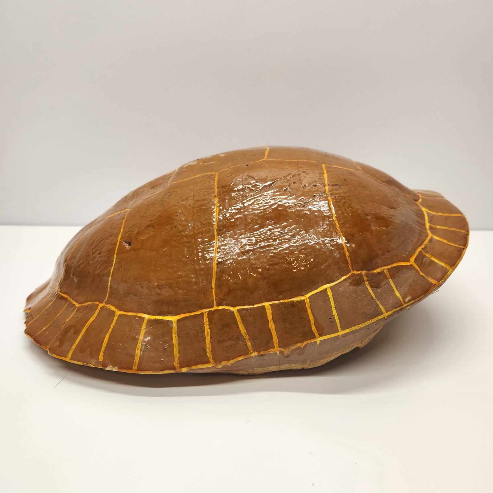 Vintage Real Turtle Shell Carapace 14 x 8" Taxidermy Curio Specimen Painted