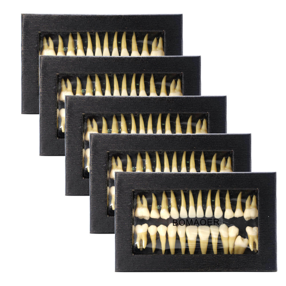 28Pcs 1:1 Permanent Teeth Demonstration Model, Teaching Study Tool