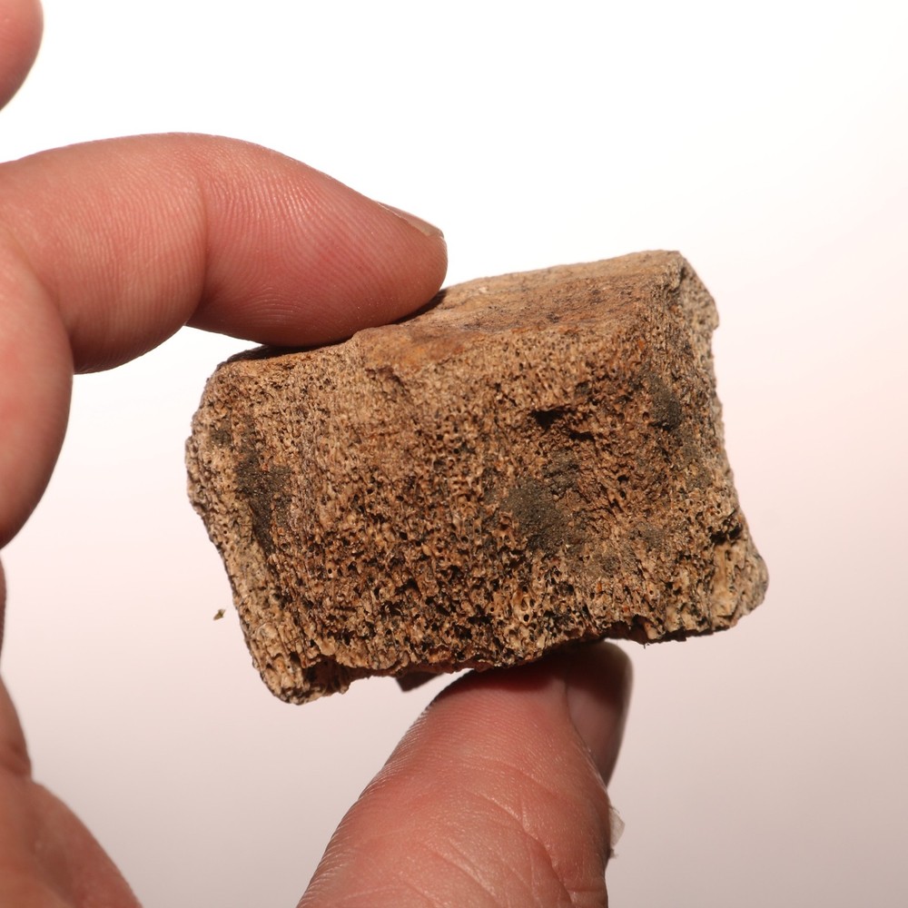 Dinosaur Vertebrae Partial Great Texture - CRETACEOUS Hell Creek Formation NICE