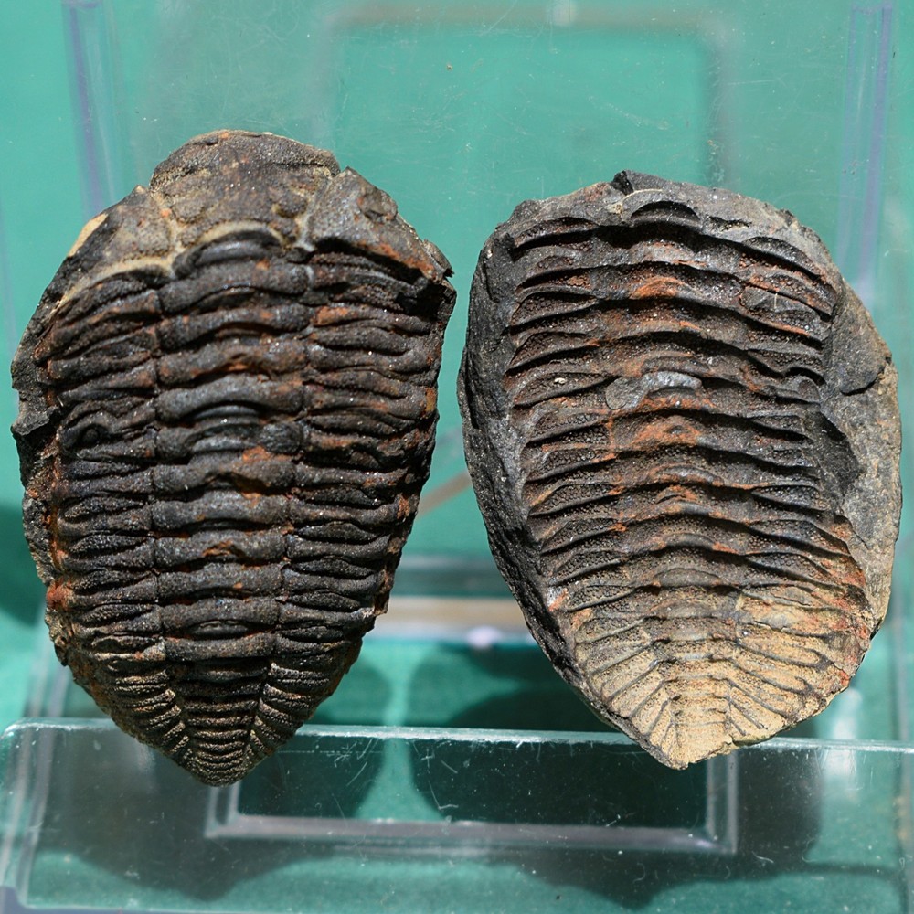 Trilobite, Eldredgeia eocryphaeus, devonian, Bolivia trilobite fossil