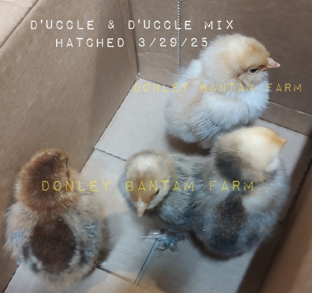 12 Bantam Assorted D'uccle & Easter Egger "Fun Pen" Hatching Eggs