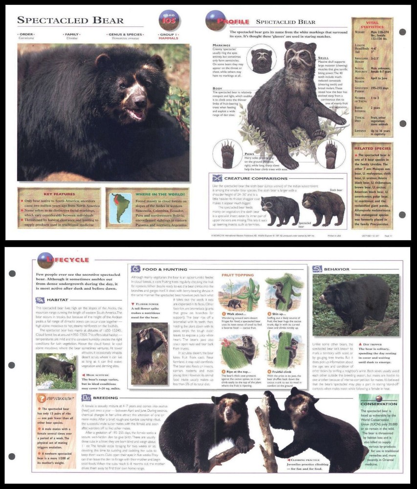 Fold-Out Sheet - Spectacled Bear - 105