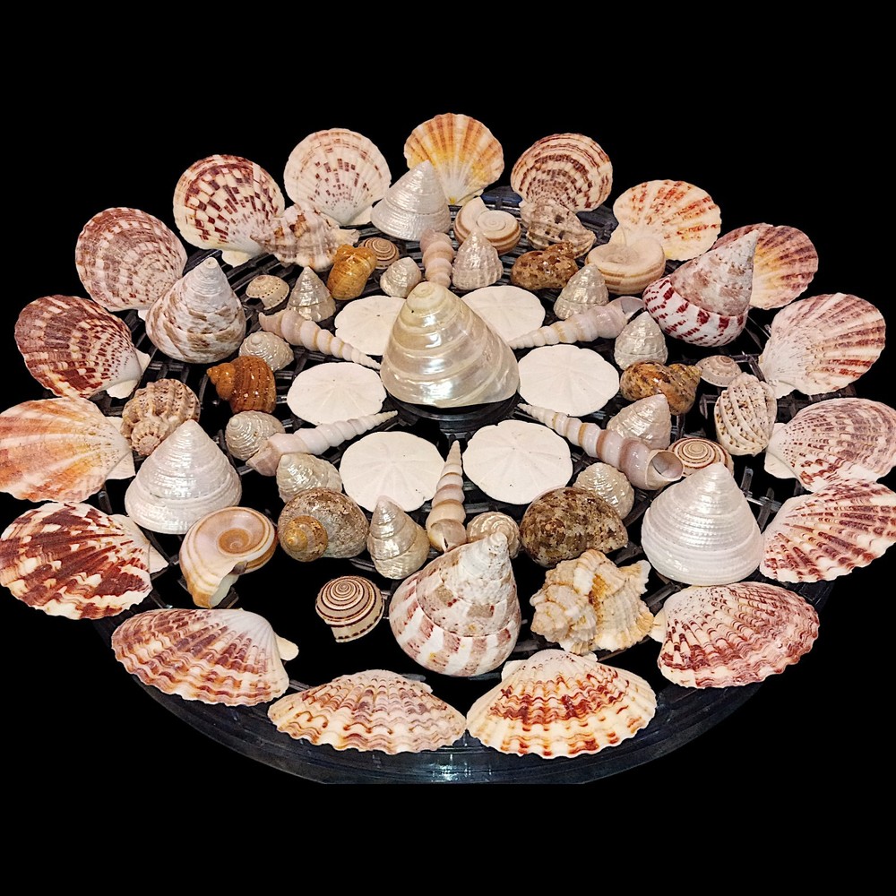 Vintage SeaShells Lot Various Sizes And Shells Beautiful Selection - 67 shells
