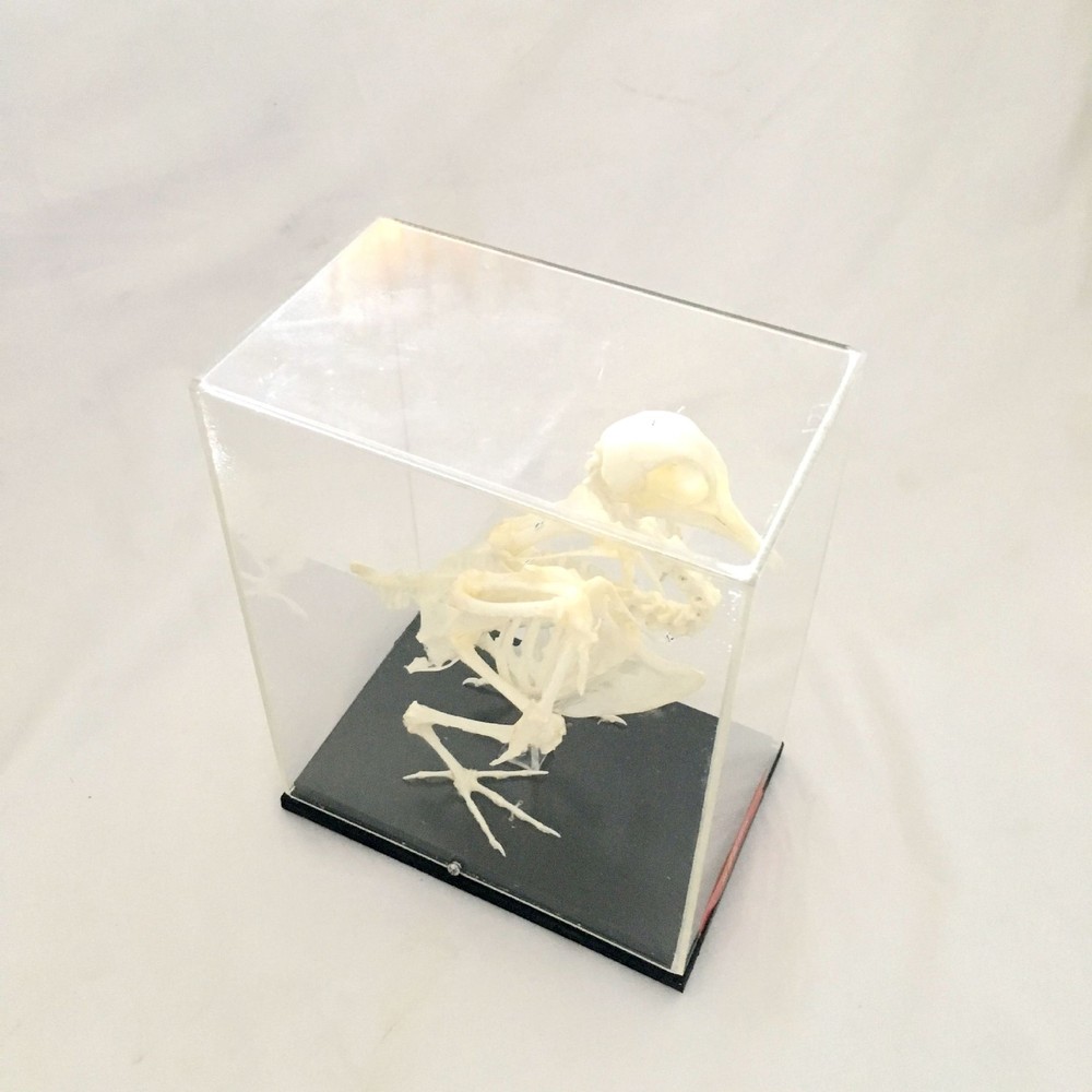 Dove Skeleton Bone Embedding Specimen Pigeon Model Teaching Education Study US