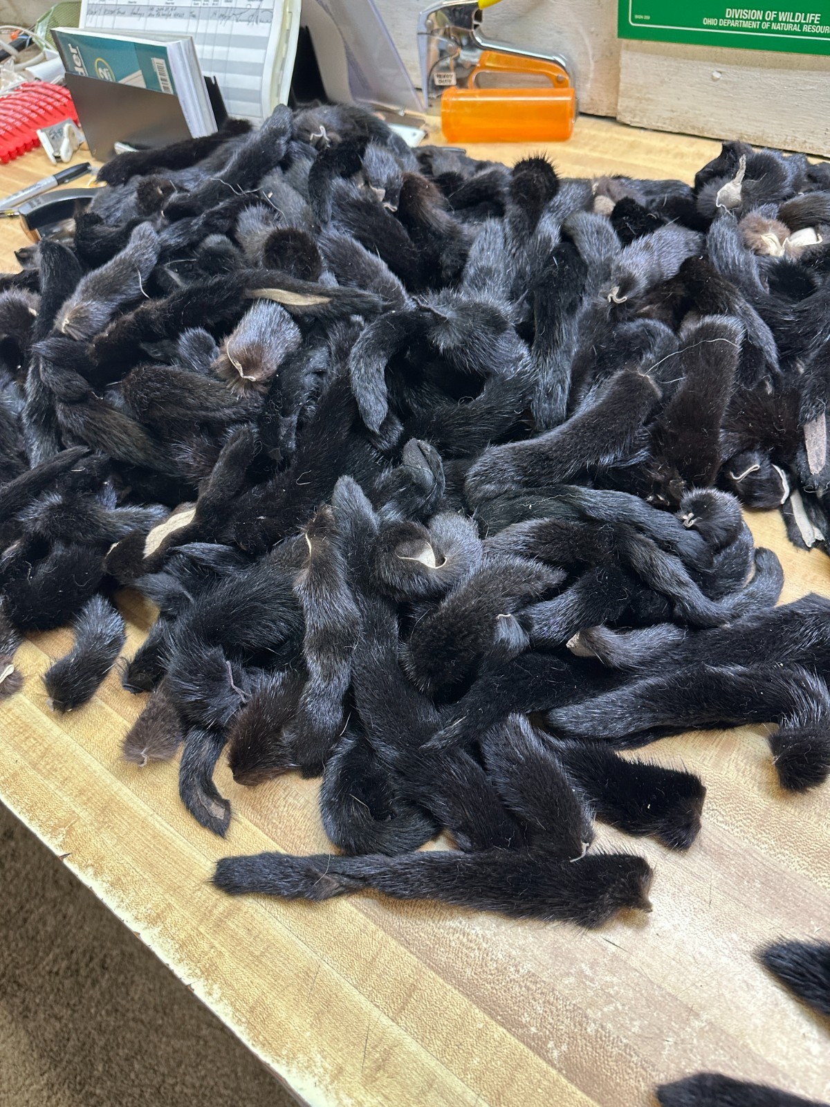 Black Mink Tail Fresh Just in Tanned you Get 1 Tail