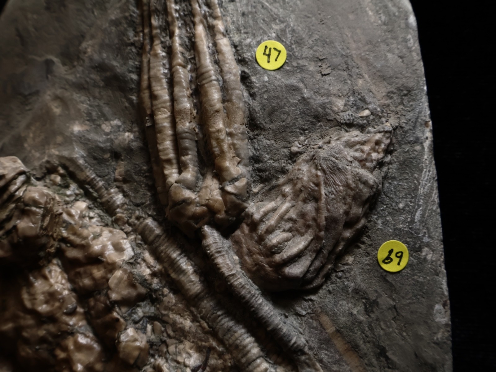 Threaded Fossil Crinoids, Crawfordsville, Indiana